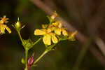 Roundpod St. Johnswort